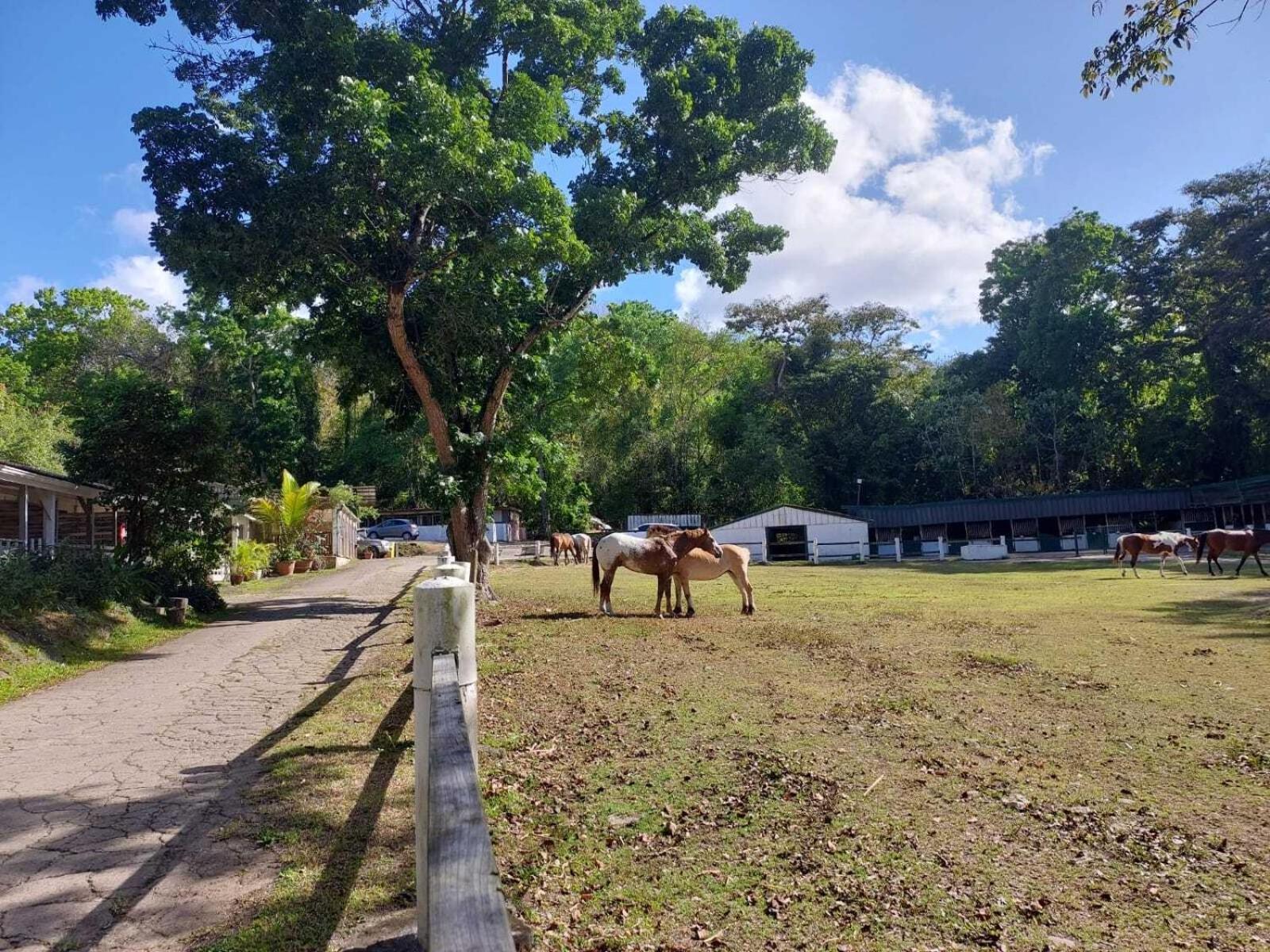 Villa Ranch Black Horse Les Trois-Ilets Exterior foto