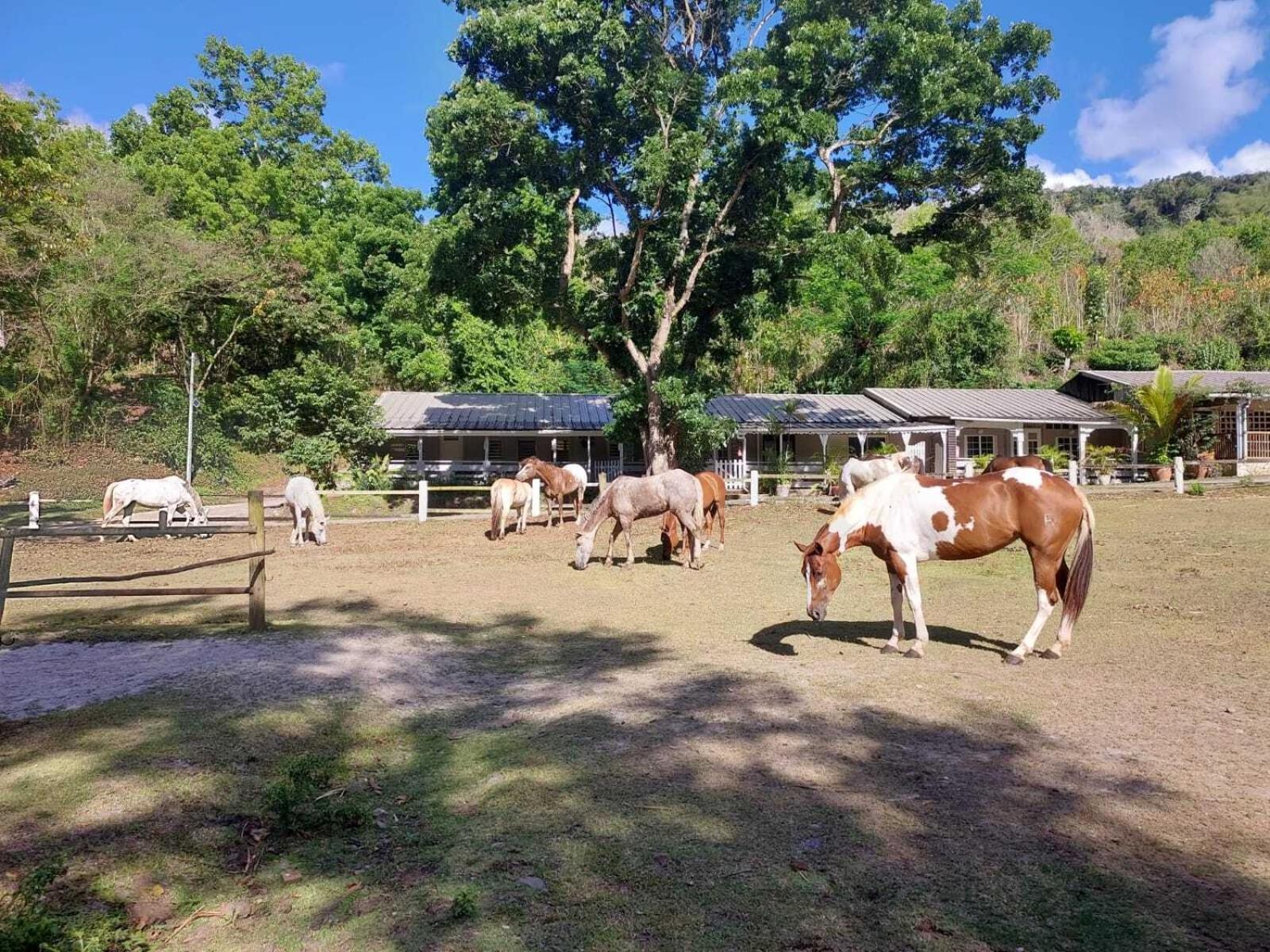 Villa Ranch Black Horse Les Trois-Ilets Exterior foto