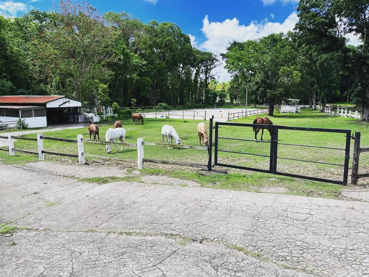 Villa Ranch Black Horse Les Trois-Ilets Zimmer foto